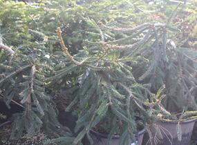 Smrk ztepilý 'Frohburg' - Picea abies 'Frohburg'