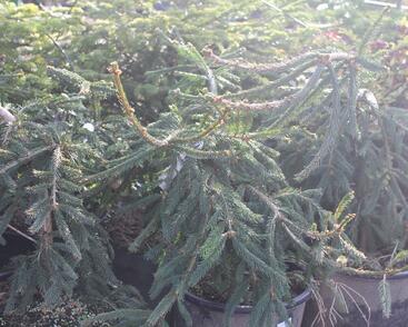 Smrk ztepilý 'Frohburg'