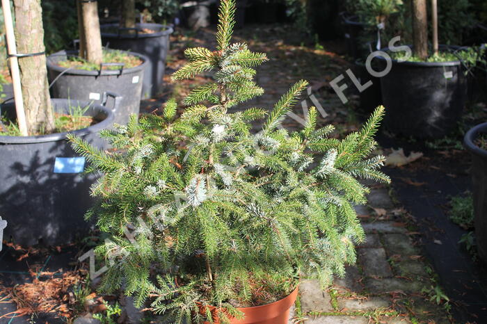 Smrk omorika 'Aurea' - Picea omorika 'Aurea'