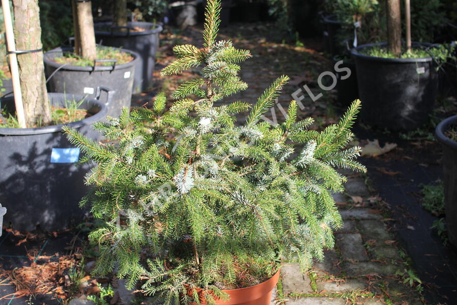 Smrk omorika 'Aurea' - Picea omorika 'Aurea'