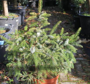 Smrk omorika 'Aurea' - Picea omorika 'Aurea'