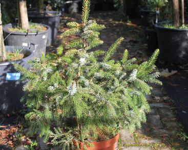 Smrk omorika 'Aurea'