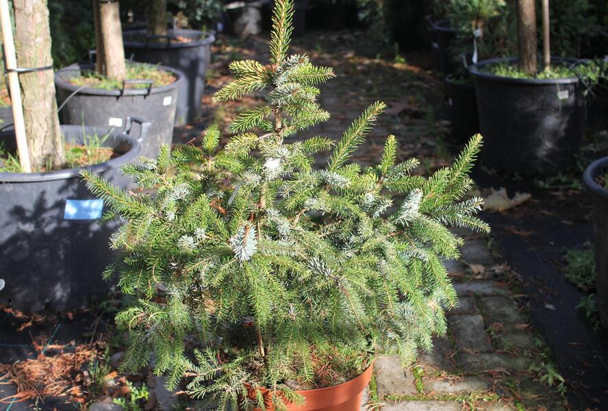 Smrk omorika 'Aurea' - Picea omorika 'Aurea'