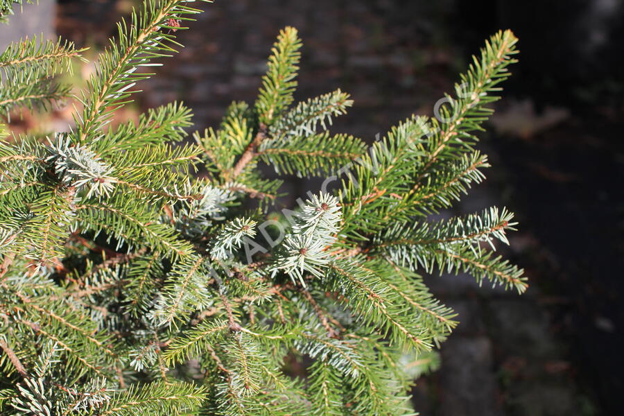 Smrk omorika 'Aurea' - Picea omorika 'Aurea'