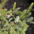 Smrk omorika 'Aurea' - Picea omorika 'Aurea'