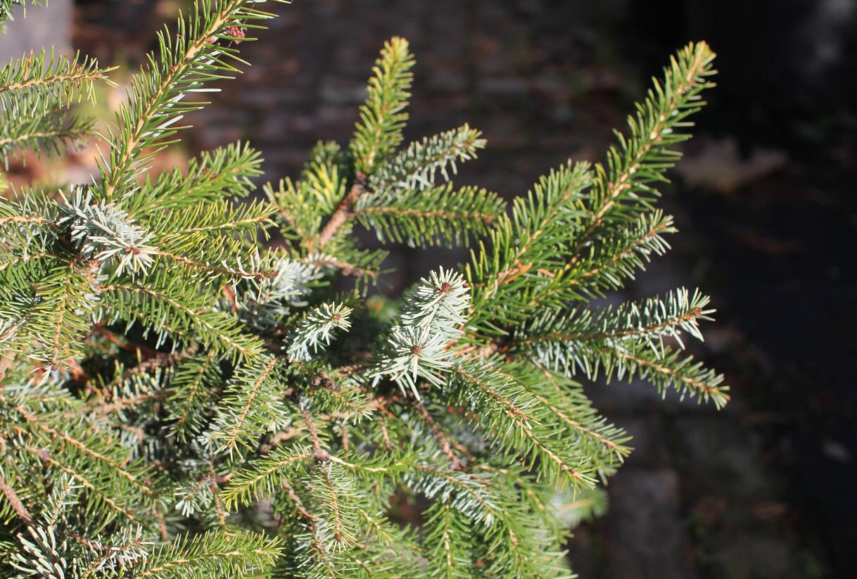 Smrk omorika 'Aurea' - Picea omorika 'Aurea'