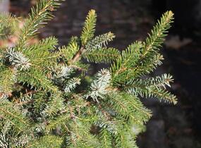 Smrk omorika 'Aurea' - Picea omorika 'Aurea'