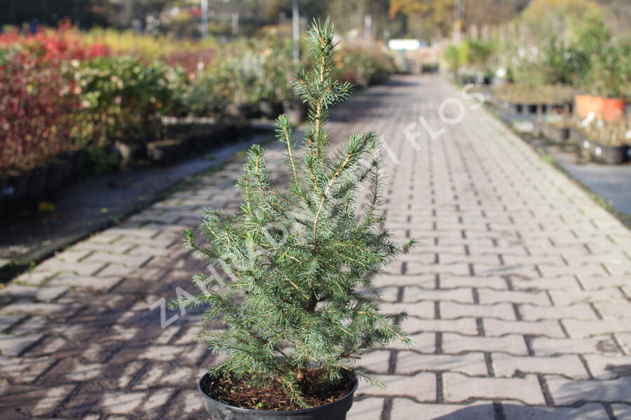 Smrk omorika - Picea omorika