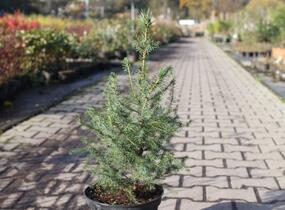 Smrk omorika - Picea omorika