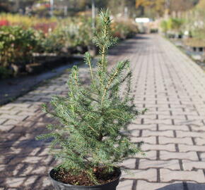 Smrk omorika - Picea omorika