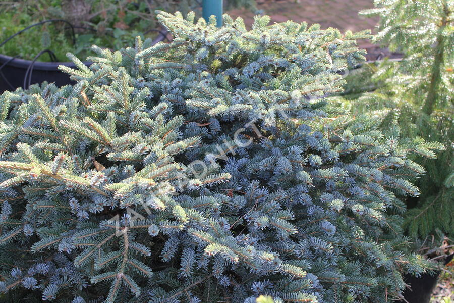 Smrk 'Machala' - Picea mariorika 'Machala'