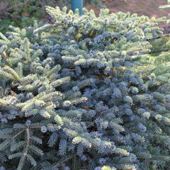 Smrk 'Machala' - Picea mariorika 'Machala'