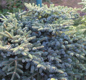 Smrk 'Machala' - Picea mariorika 'Machala'