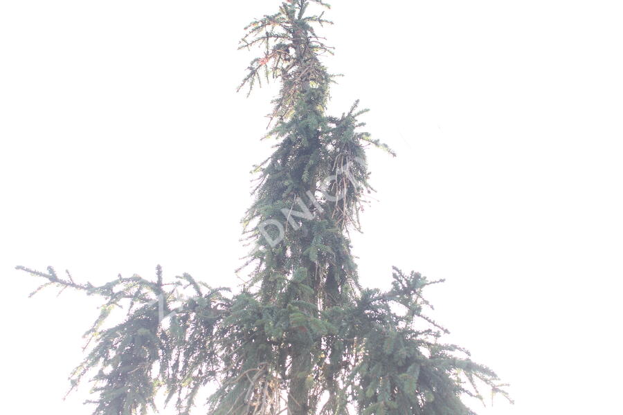 Smrk ztepilý 'Rothenhaus' - Picea abies 'Rothenhaus'