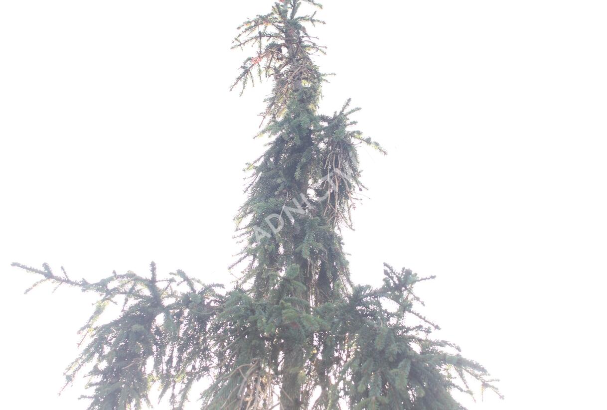 Smrk ztepilý 'Rothenhaus' - Picea abies 'Rothenhaus'