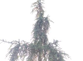 Smrk ztepilý 'Rothenhaus' - Picea abies 'Rothenhaus'