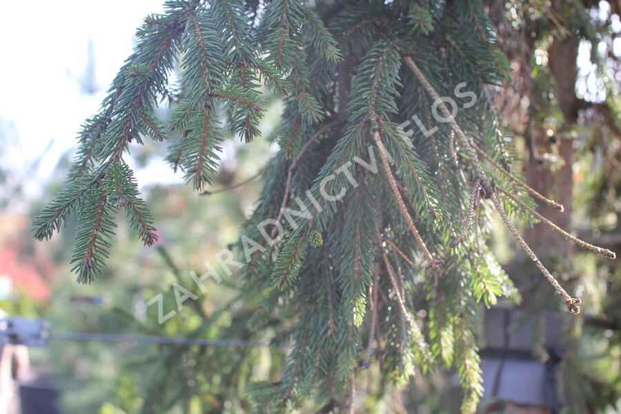 Smrk ztepilý 'Rothenhaus' - Picea abies 'Rothenhaus'