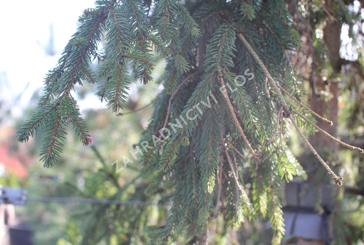 Smrk ztepilý 'Rothenhaus' - Picea abies 'Rothenhaus'