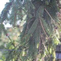 Smrk ztepilý 'Rothenhaus' - Picea abies 'Rothenhaus'