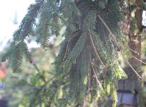 Smrk ztepilý 'Rothenhaus' - Picea abies 'Rothenhaus'
