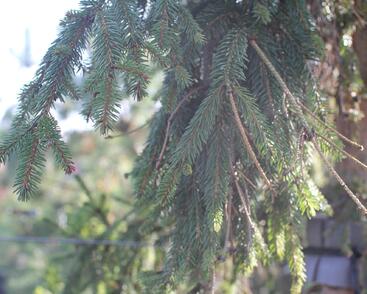 Smrk ztepilý 'Rothenhaus'