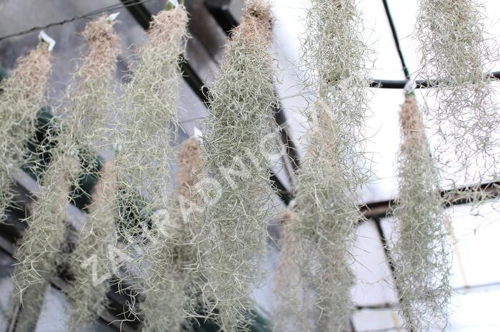 Tilandsie, kykatka provazovkovitá (španělský mech) - Tillandsia usneoides