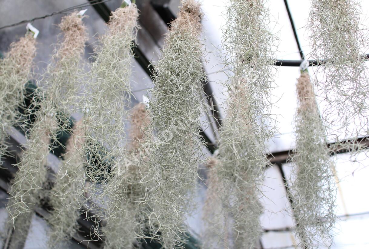 Tilandsie, kykatka provazovkovitá (španělský mech) - Tillandsia usneoides
