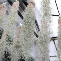 Tilandsie, kykatka provazovkovitá (španělský mech) - Tillandsia usneoides