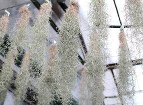 Tilandsie, kykatka provazovkovitá (španělský mech) - Tillandsia usneoides