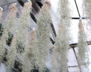 Tilandsie, kykatka provazovkovitá (španělský mech)