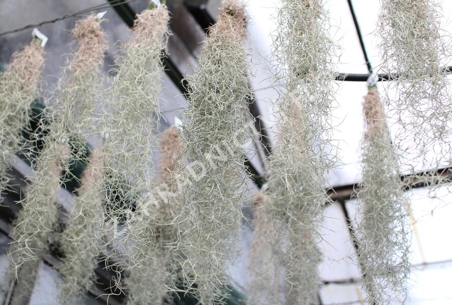 Tilandsie, kykatka provazovkovitá (španělský mech) - Tillandsia usneoides