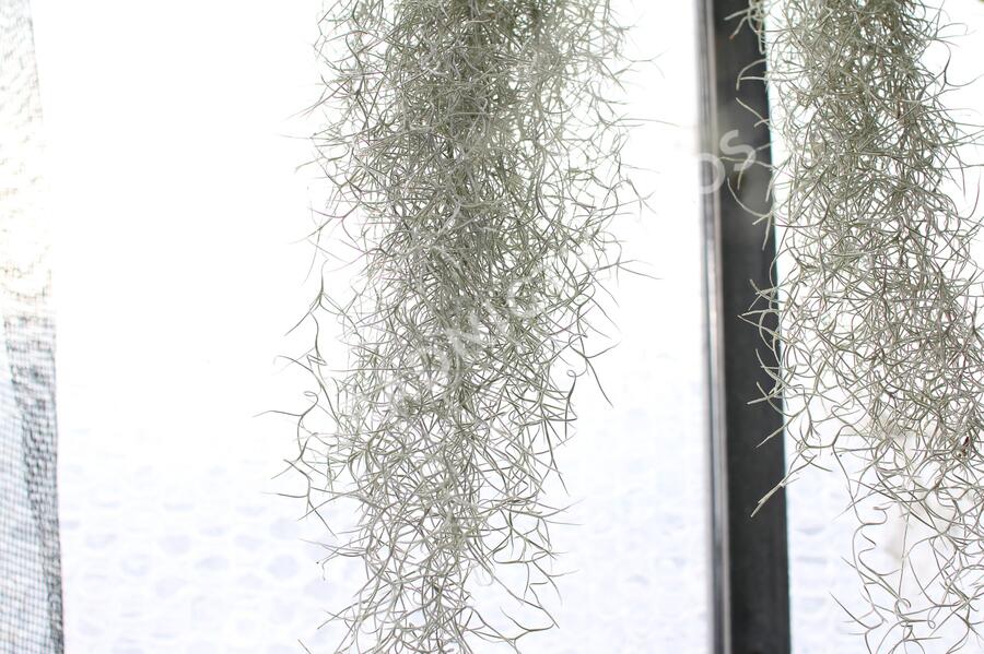 Tilandsie, kykatka provazovkovitá (španělský mech) - Tillandsia usneoides