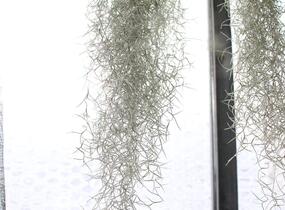 Tilandsie, kykatka provazovkovitá (španělský mech) - Tillandsia usneoides