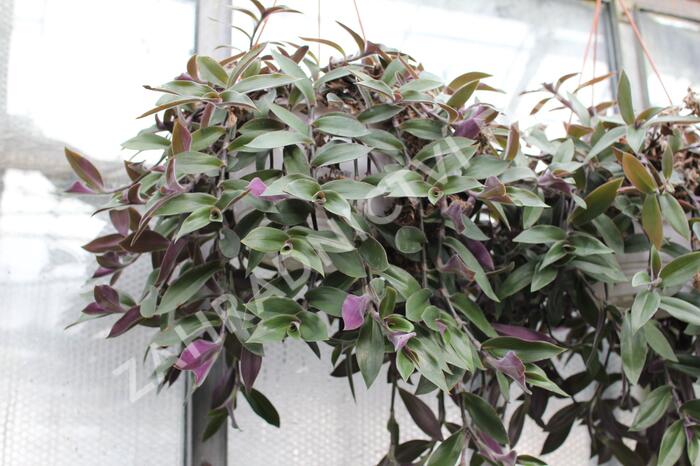 Podeňka - Tradescantia zebrina