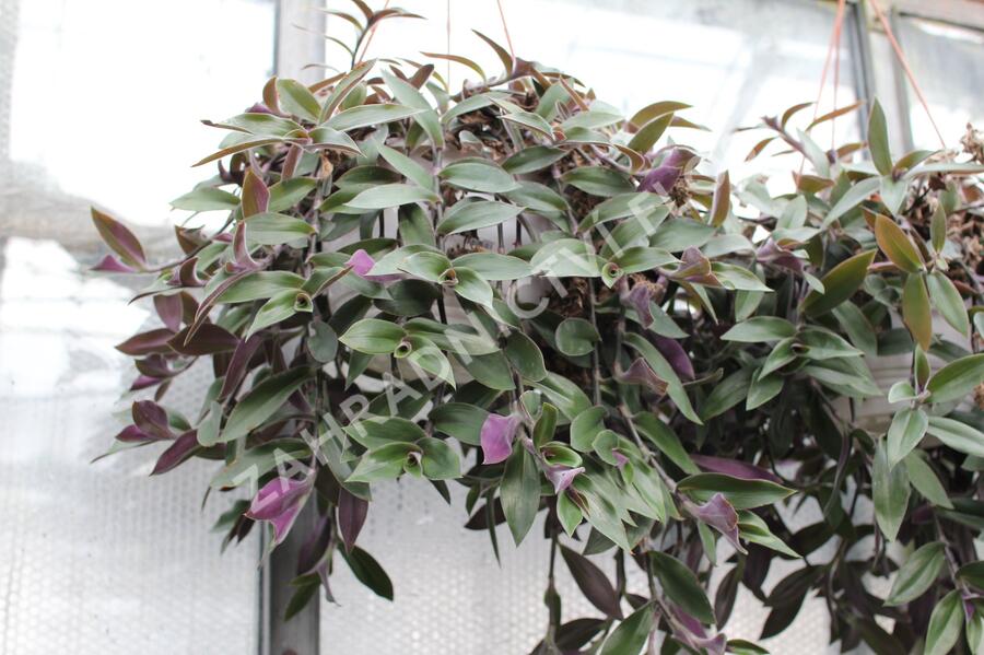 Podeňka - Tradescantia zebrina
