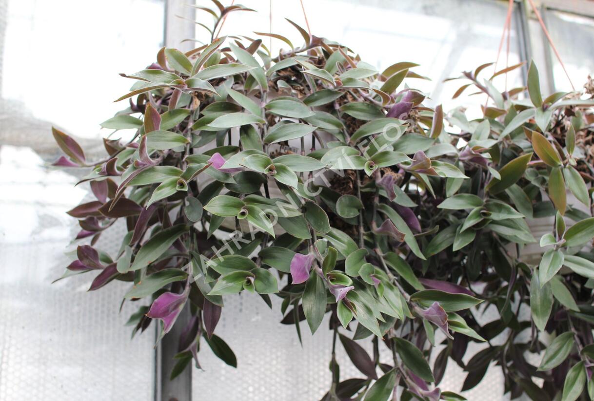 Podeňka - Tradescantia zebrina