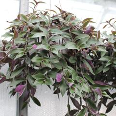 Poděnka - Tradescantia zebrina