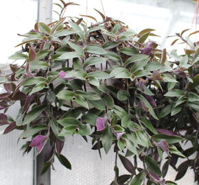 Poděnka - Tradescantia zebrina