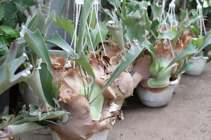 Parožnatka vidličnatá - Platycerium bifurcatum