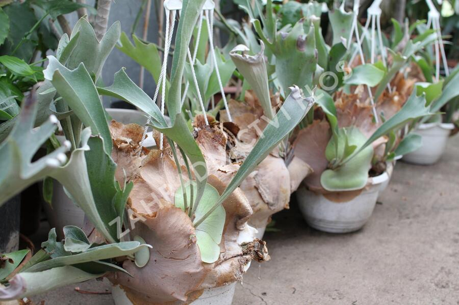 Parožnatka vidličnatá - Platycerium bifurcatum