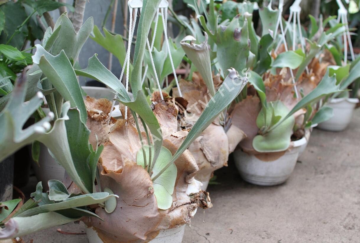 Parožnatka vidličnatá - Platycerium bifurcatum