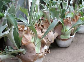 Parožnatka vidličnatá - Platycerium bifurcatum
