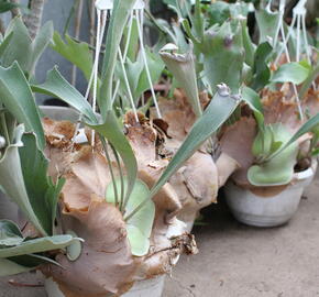 Parožnatka vidličnatá - Platycerium bifurcatum