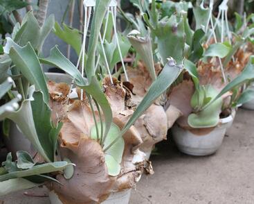 Parožnatka vidličnatá