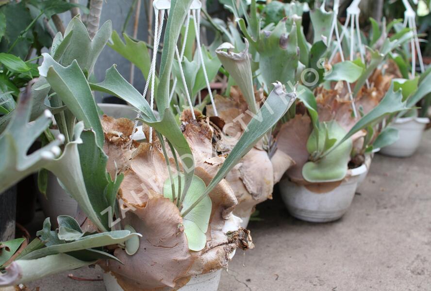 Parožnatka vidličnatá - Platycerium bifurcatum