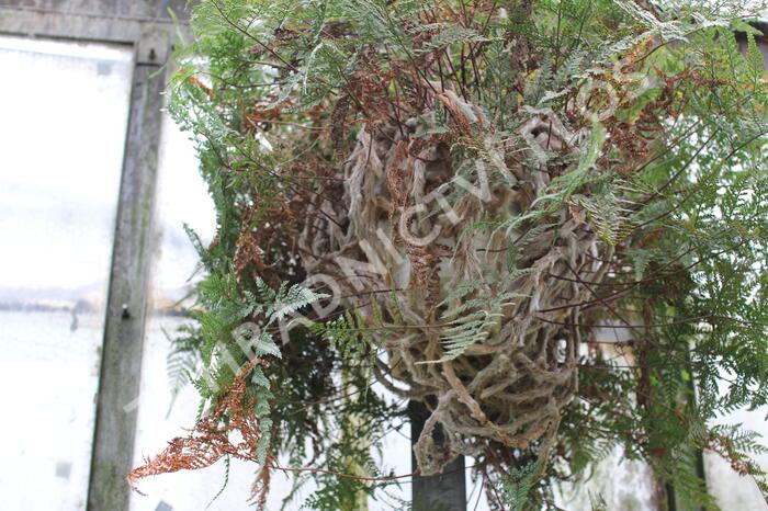 Davallia trichomanoides - Davallia trichomanoides