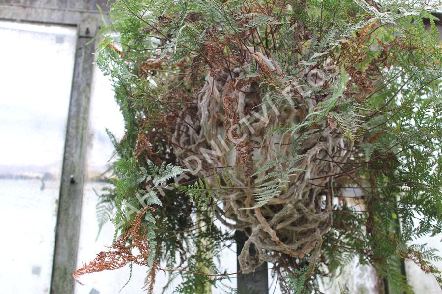 Davallia trichomanoides - Davallia trichomanoides