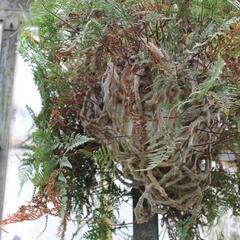 Davallia trichomanoides - Davallia trichomanoides