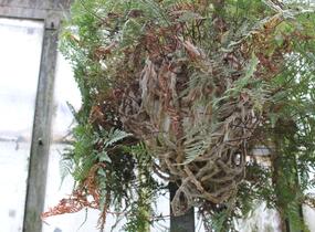 Davallia trichomanoides - Davallia trichomanoides
