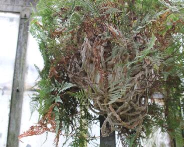 Davallia trichomanoides